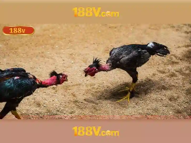 188v mê: Trải nghiệm và đánh giá toàn diện