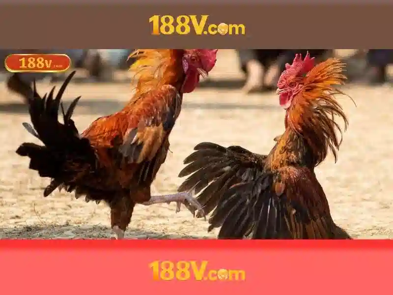 Khai thác và tìm hiểu người dùng 188v\n\n<h>Tương lai của 188v</h><li style=